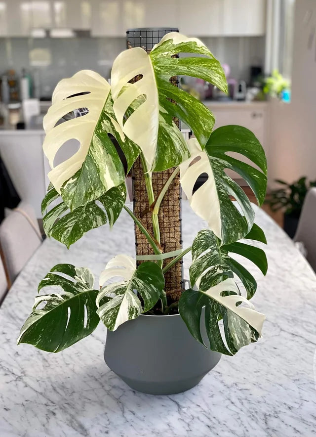 Mannie the Monstera Albo Sloth (OOAK)