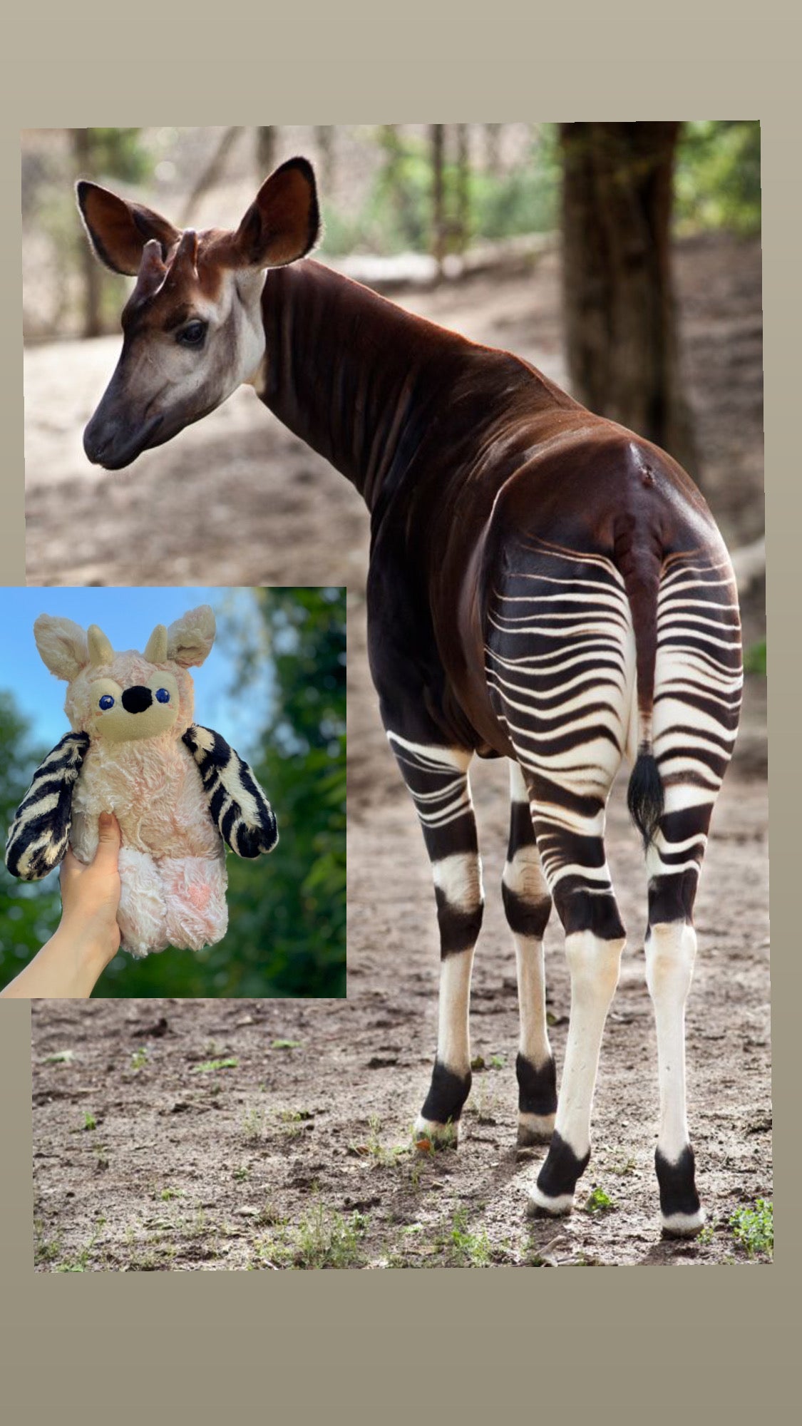 Mystery Okapi: “Sweet Potato” size