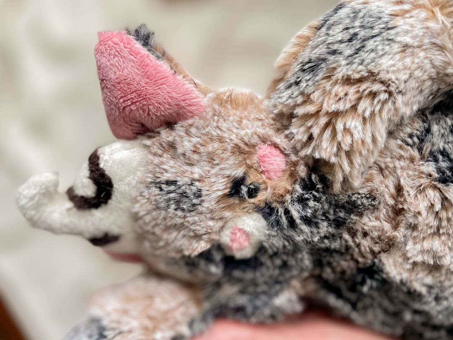 Jamie the Mud Pie Cat